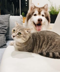 Pets